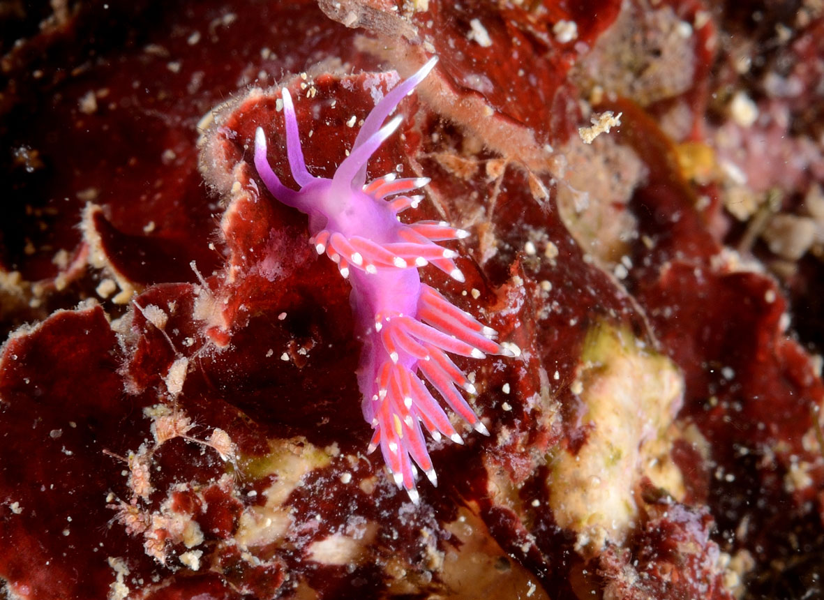 Coryphella pedata e Flabellina ischitana